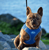 Breathable Air Mesh Step-In Dog Harness – Ultra-Light & Easy Fit