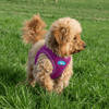 Breathable Air Mesh Step-In Dog Harness – Ultra-Light & Easy Fit