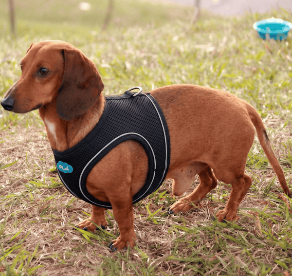 Breathable Air Mesh Step-In Dog Harness – Ultra-Light & Easy Fit