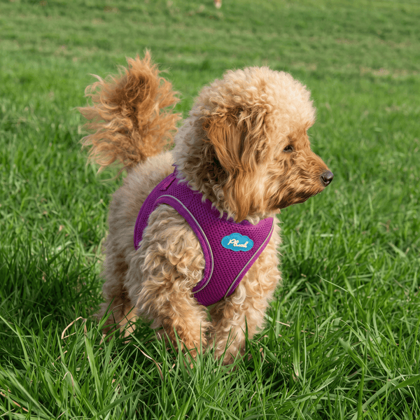 Breathable Air Mesh Step-In Dog Harness – Ultra-Light & Easy Fit