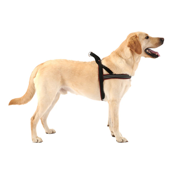 No-Choke Sport Dog Harness – Padded Control & Reflective Safety