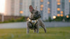 Choke-Free Step-In Dog Harness – Breathable Mesh & Secure Fit (Camo)