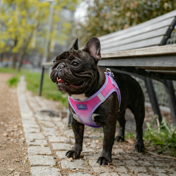Choke-Free Step-In Dog Harness – Breathable Mesh & Secure Fit (Ombre)