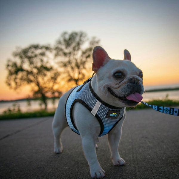 Choke-Free Step-In Dog Harness – Breathable Mesh & Secure Fit (Ombre)