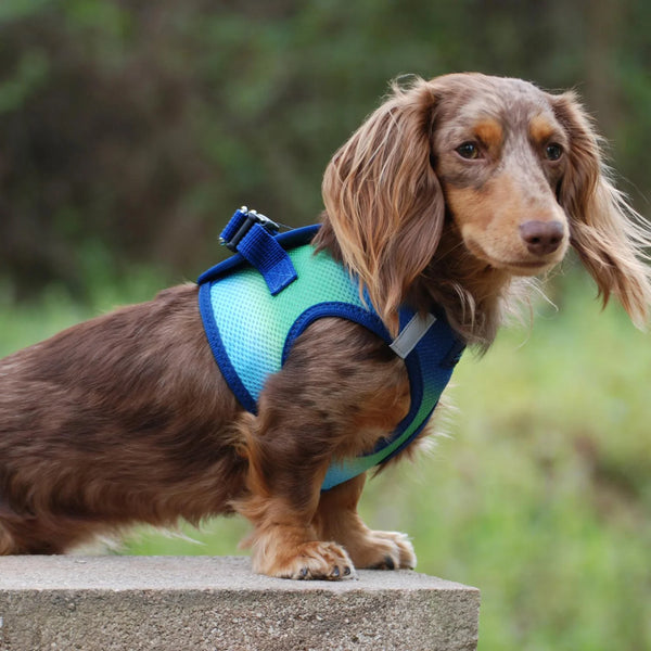 Choke-Free Step-In Dog Harness – Breathable Mesh & Secure Fit (Ombre)