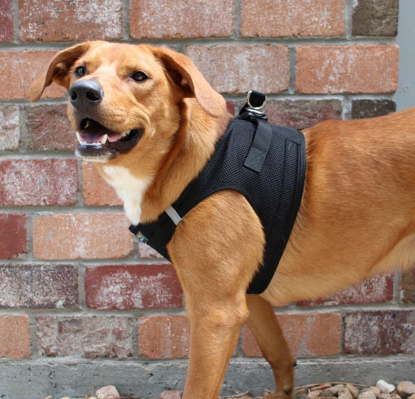 Choke-Free Step-In Dog Harness – Breathable Mesh & Secure Fit (Solid)