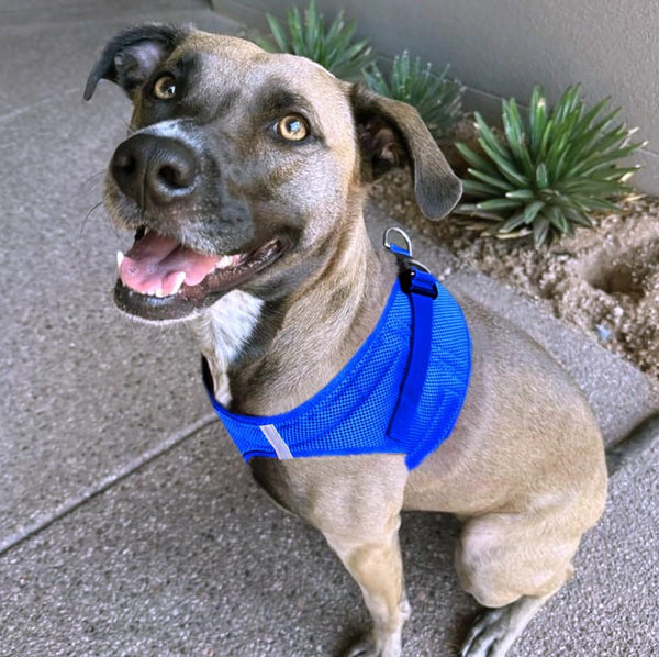 Choke-Free Step-In Dog Harness – Breathable Mesh & Secure Fit (Solid)