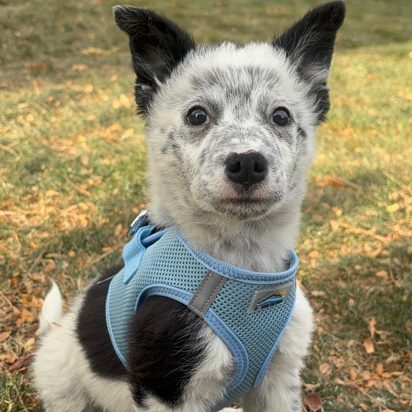 Choke-Free Step-In Dog Harness – Breathable Mesh & Secure Fit (Solid)