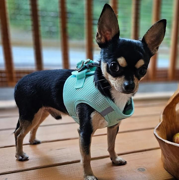 Choke-Free Step-In Dog Harness – Breathable Mesh & Secure Fit (Solid)