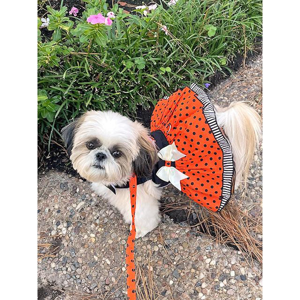 Halloween Dog Harness Dress – Cute & Choke-Free Walking Fit