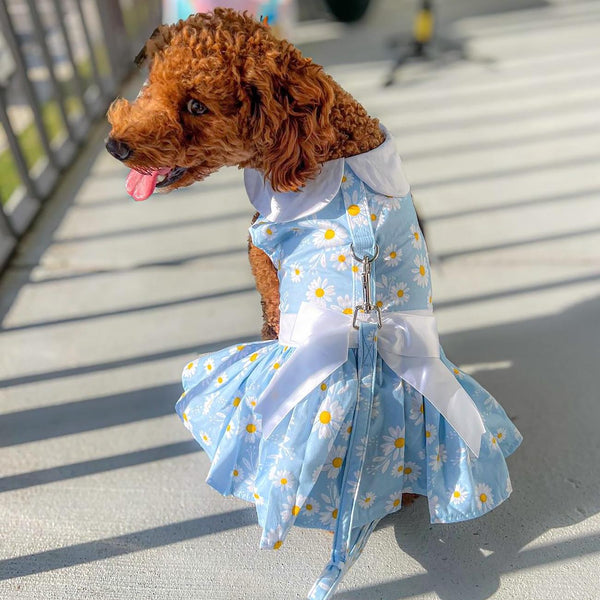 Dog Harness Dress & Leash Set – Blue Daisy Floral