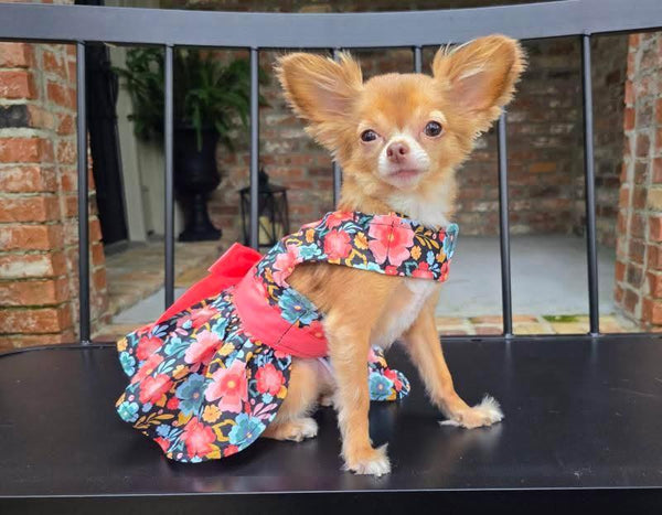 Dog Harness Dress & Leash Set – Blue & Peach Floral