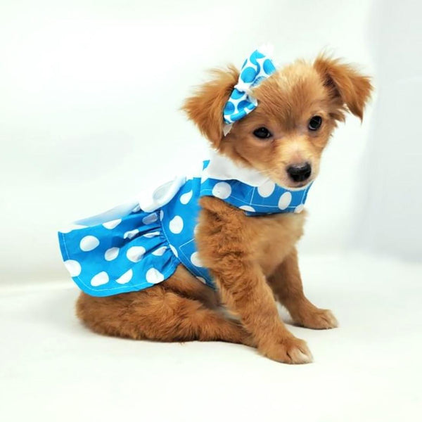 Dog Harness Dress & Leash Set – Blue Polka Dot