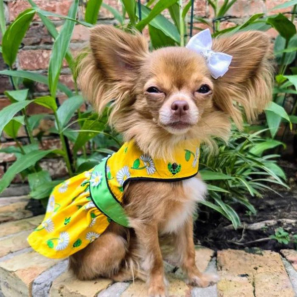 Dog Harness Dress & Leash Set – Ladybugs & Daisies