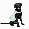 Dog Harness Dress & Leash Set – Mint Green Daisy
