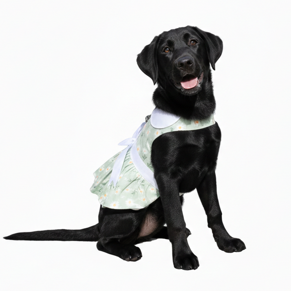 Dog Harness Dress & Leash Set – Mint Green Daisy