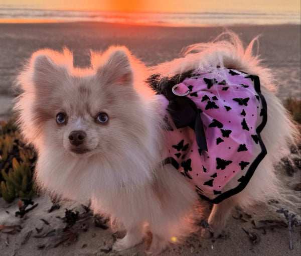 Dog Harness Dress & Leash Set – Pink & Black Bow Design