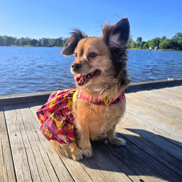 Dog Harness Dress & Leash Set – Tropical Sunset Beach