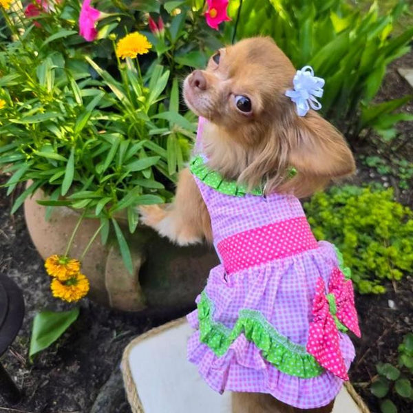 Dog Harness Dress & Leash Set – Watermelon Summer