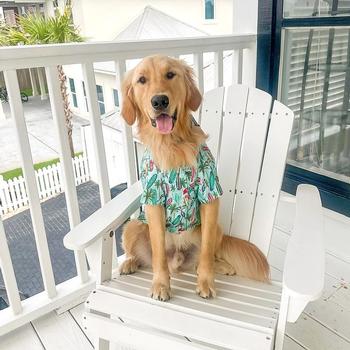 Hawaiian Camp Shirt - Surfboards and Palms